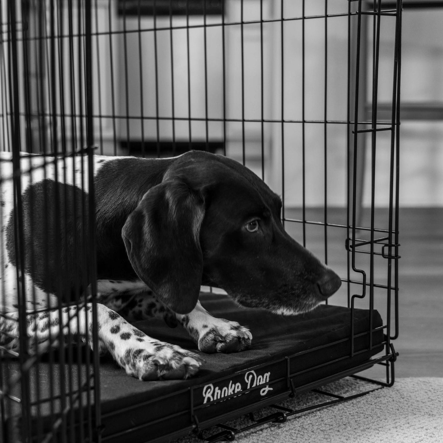 A dog resting comfortably on a waterproof Broke Dog Venture Crate Pad inside a crate.