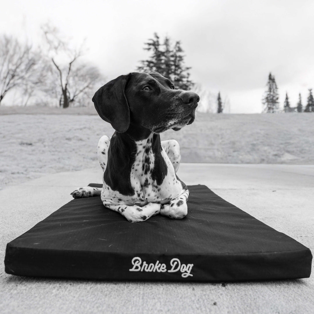 Broke Dog Venture Pro Crate Pad with a relaxed dog resting comfortably on it outdoors.