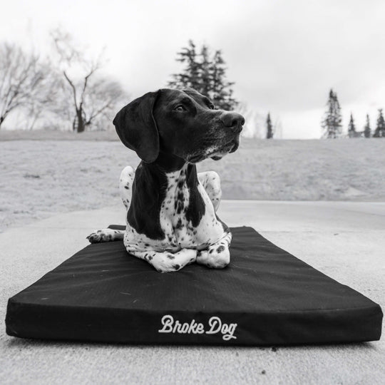 Broke Dog Venture Pro Crate Pad with a relaxed dog resting comfortably on it outdoors.