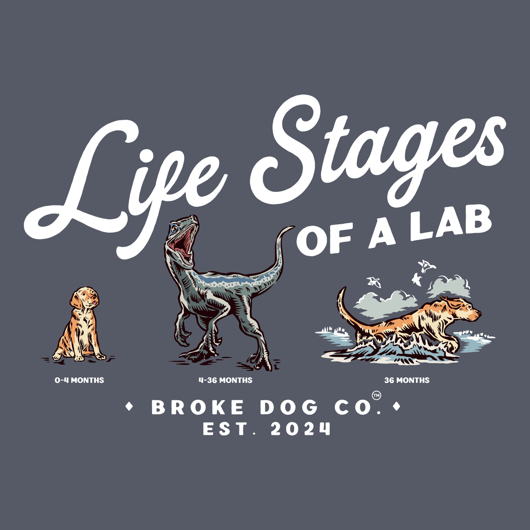 Graphic showcasing the life stages of a lab: puppy, adolescent, and adult, with Broke Dog Co. branding.