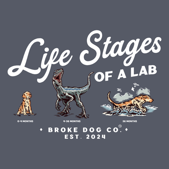 Graphic showcasing the life stages of a lab: puppy, adolescent, and adult, with Broke Dog Co. branding.