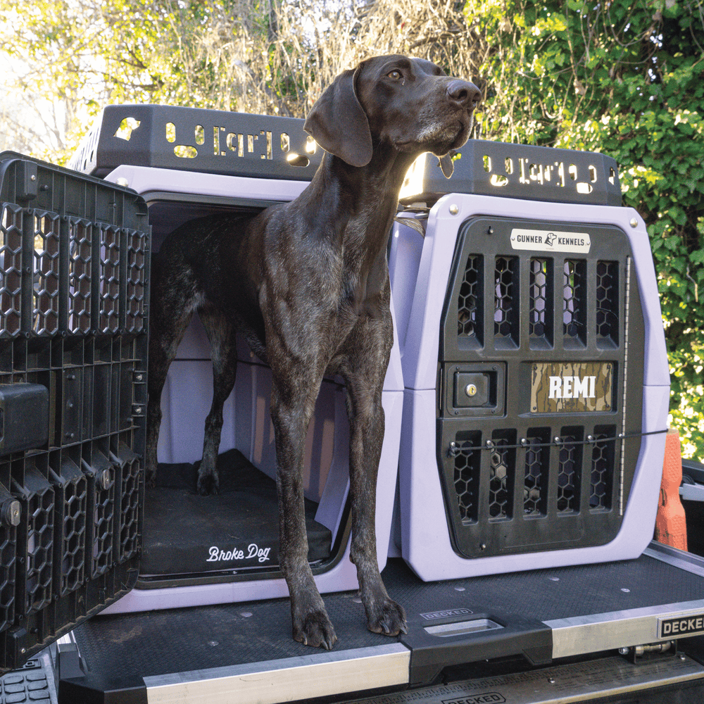 Dog standing in a Broke Dog kennel pad inside a Gunner Kennel, showcasing comfort and durability.