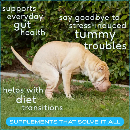 Native Pet Dog Probiotic & Prebiotic Powder Vet-Formulated Supplement