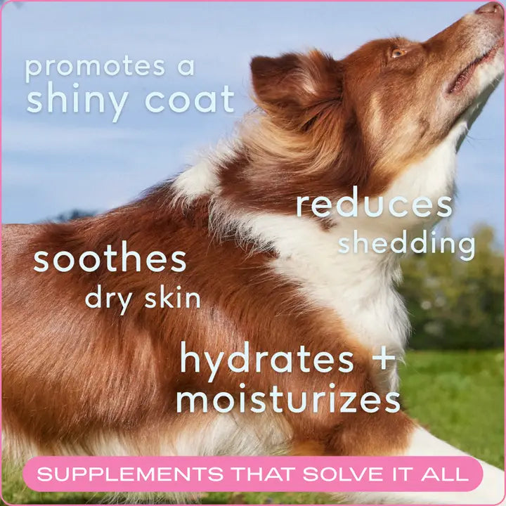 Skin + Coat Chews, Skin & Coat Supplement For Dogs