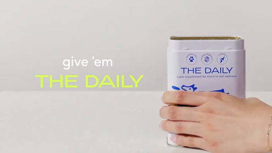 The Daily Powder Supplement for Dogs package held by a person, promoting snout-to-tail wellness.